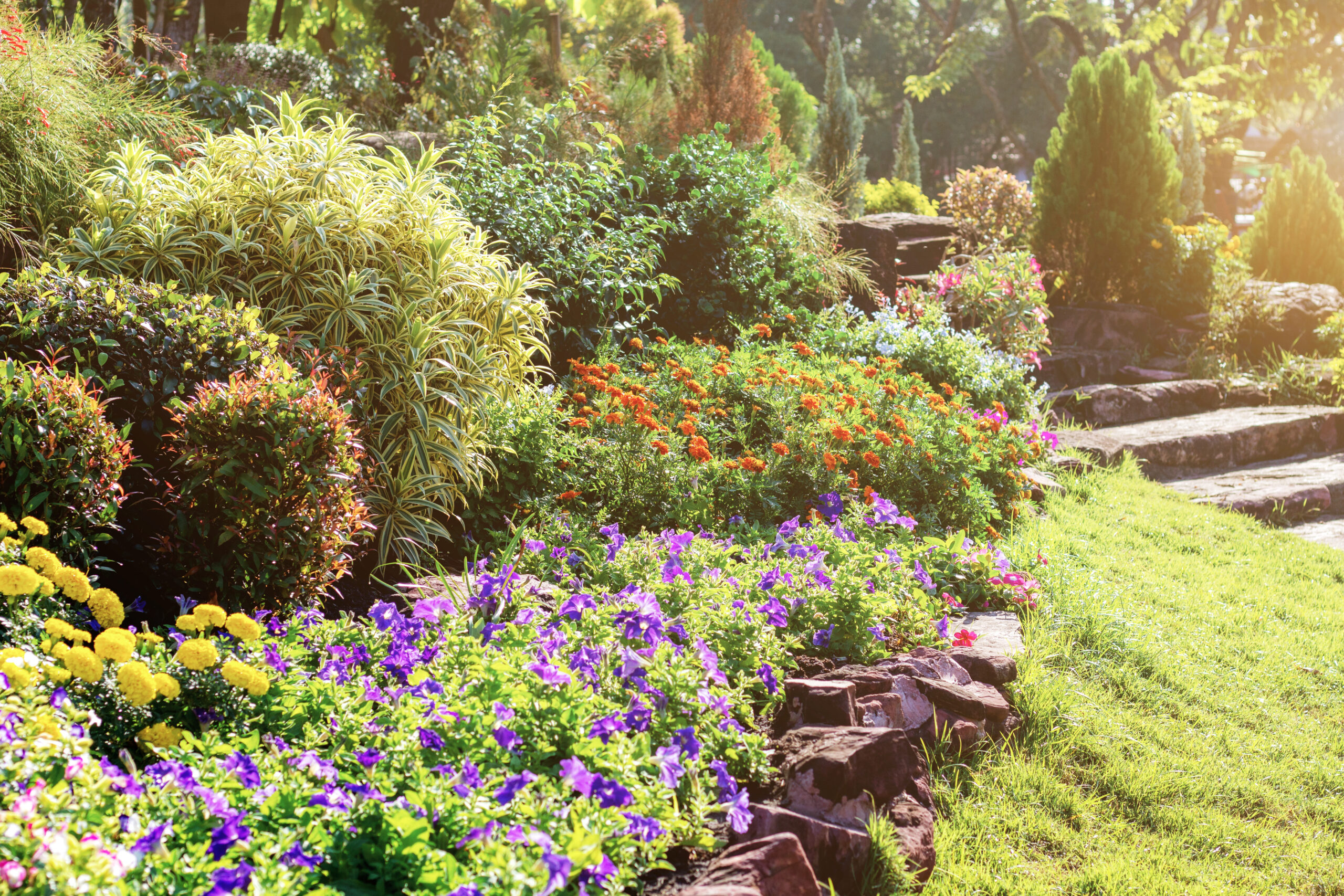 Flower of decoration with sunlight in the garden.