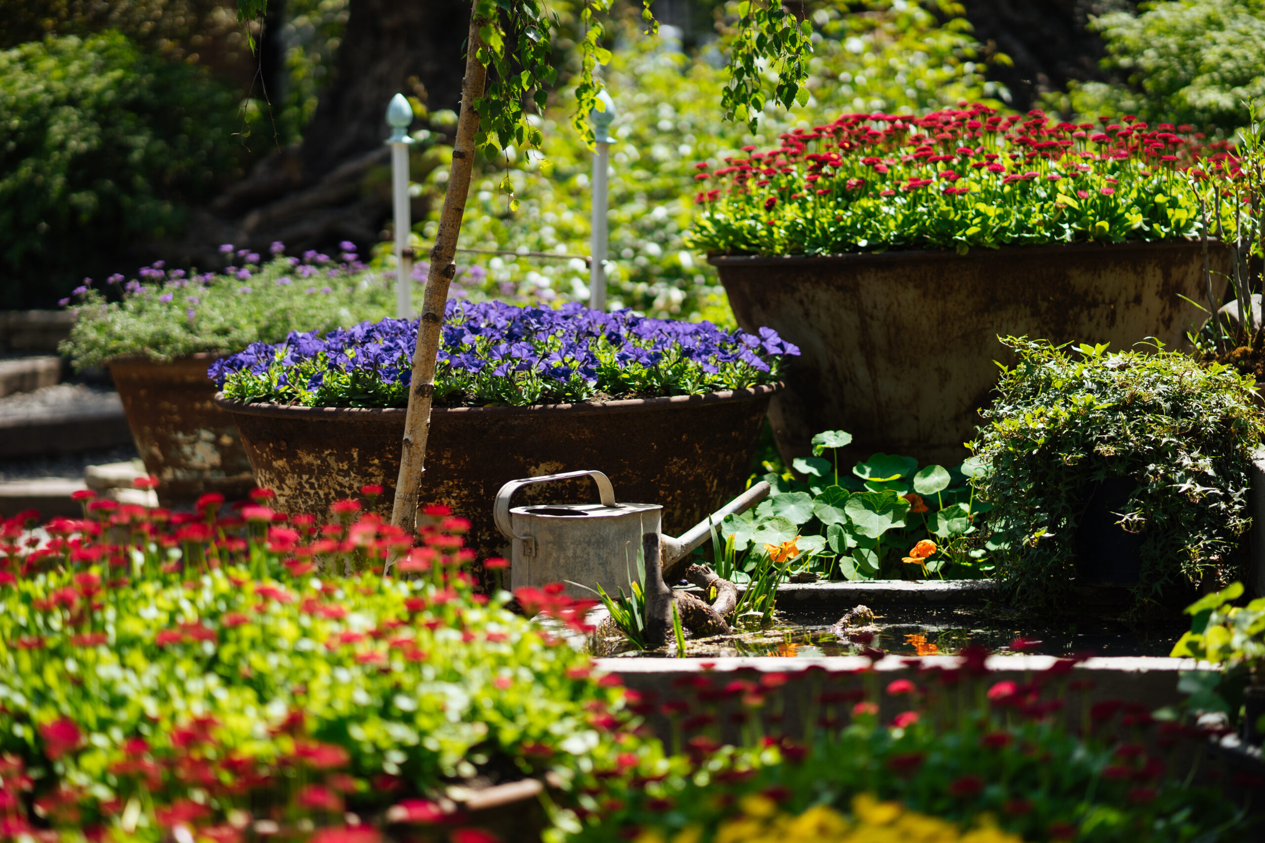 Garden with multicolor flowers